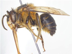 Phát hiện loài ong mới tại Cao Bằng 
